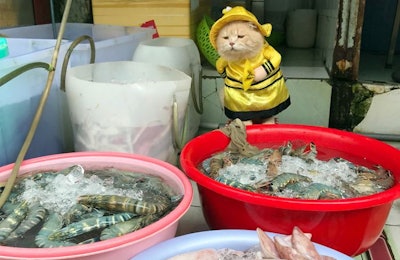 Chó, the cat whose name means 'dog' in English, is the face for Vietnam's burgeoning market for pet ownership. He is an Instagram star whose day job is to sell fish at a public market. | Courtesy Cho's Instagram @dog1501