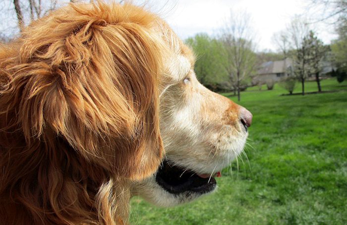 Fda dog food taurine clearance