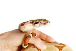 (TayaKorchak | BigStock.com)