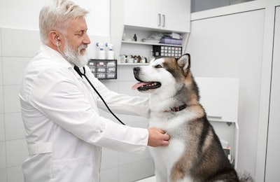 Veterinarian Husky Dog Office Vet