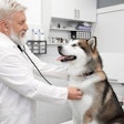 Veterinarian Husky Dog Office Vet