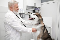 Veterinarian Husky Dog Office Vet