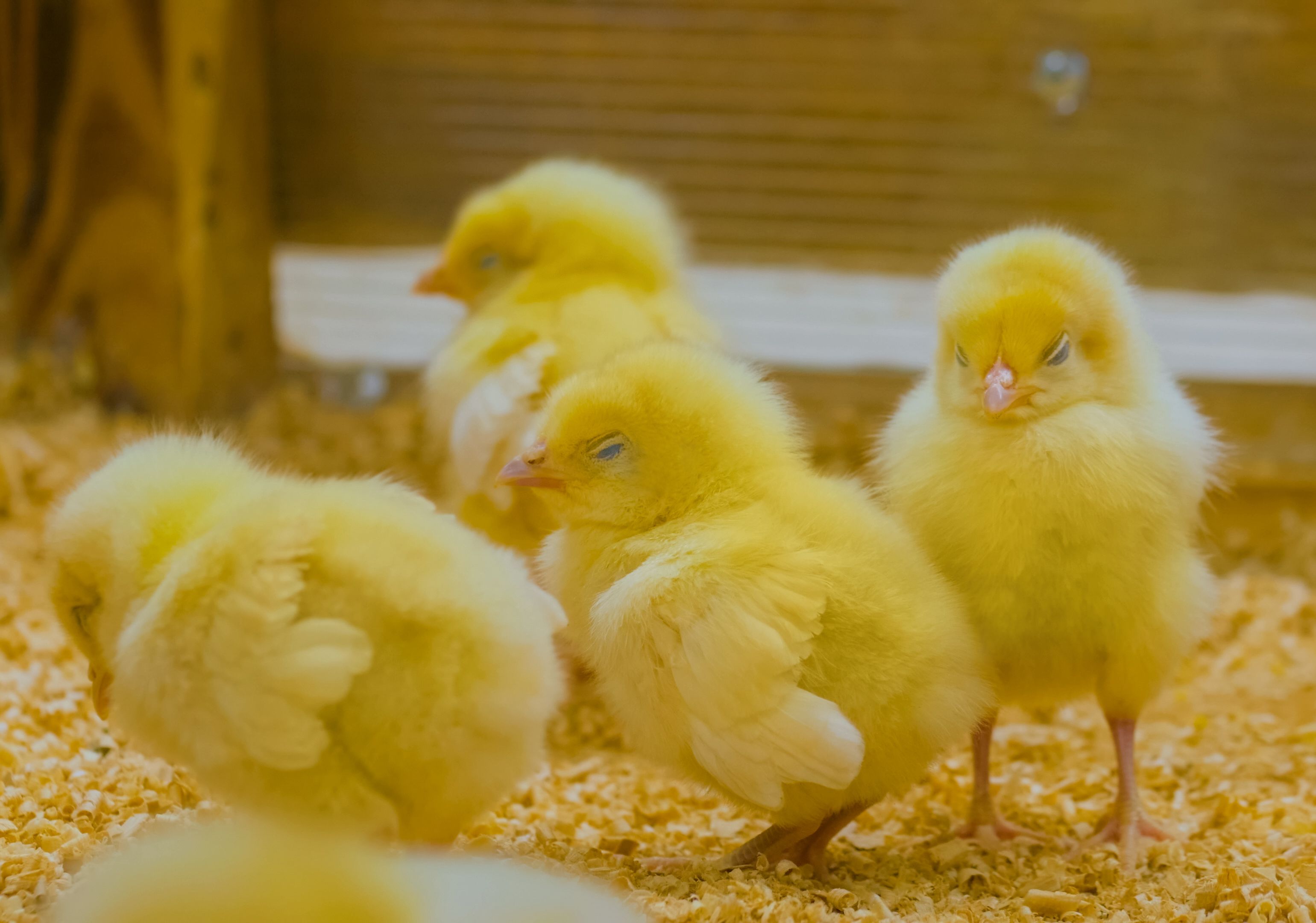 (Zyabich | Bigstock)