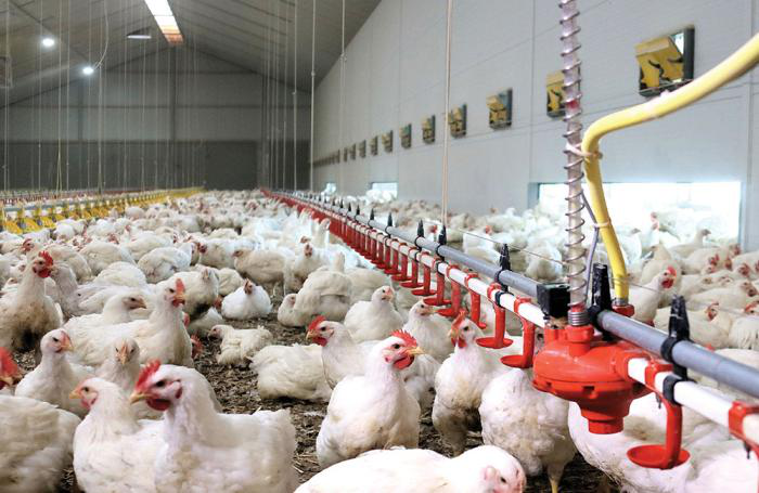 Hubbard-broilers-drinking-1610USAslowbroiler