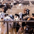 A big herd of cattle in outdoor feedlot in Colorado.