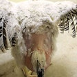 Poorly-feather-chicken