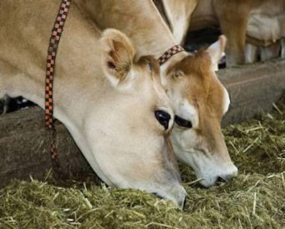 Ruminant-nutrition-program-1410FIRuminants1