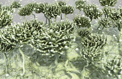The chonidial heads release hundreds of spores into the environment.