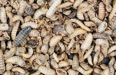 black-soldier-flies-for-animal-feed