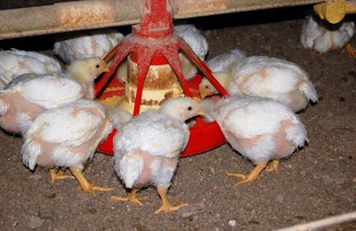 broilers-eating-pullets-growing