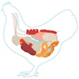 chicken-anatomy-digestive-system-inside-view