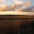 corn-field-1305FMwebinar