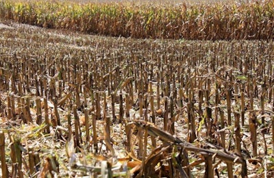 corn-harvest