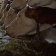 cows-eating-feed-1601