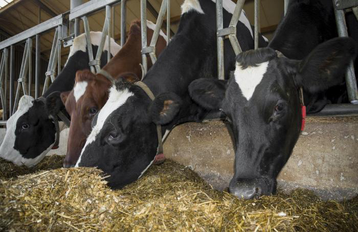 frisian cows in a stable eating silage