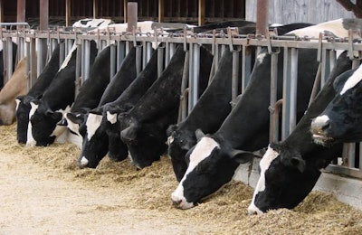 Cows feed in stalls at the dairy farm