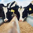 feeding-essential-oils-to-dairy-cows