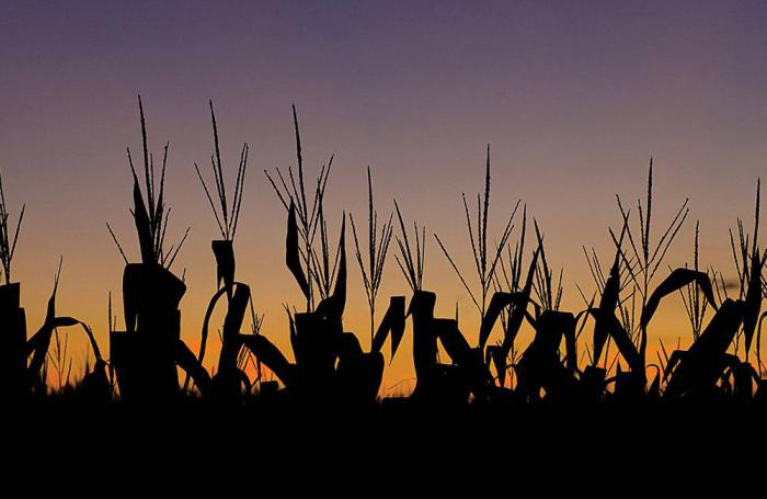 feeding-the-future-1511FeedFuture