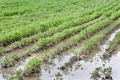 flooded-field-soybean