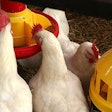 four-broiler-chickens-eating