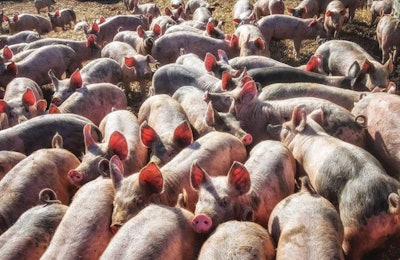 mix-sows-group-housing-1510
