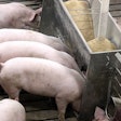 pigs-eating-from-feeder