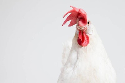 white-leghorn-laying-hen-1510