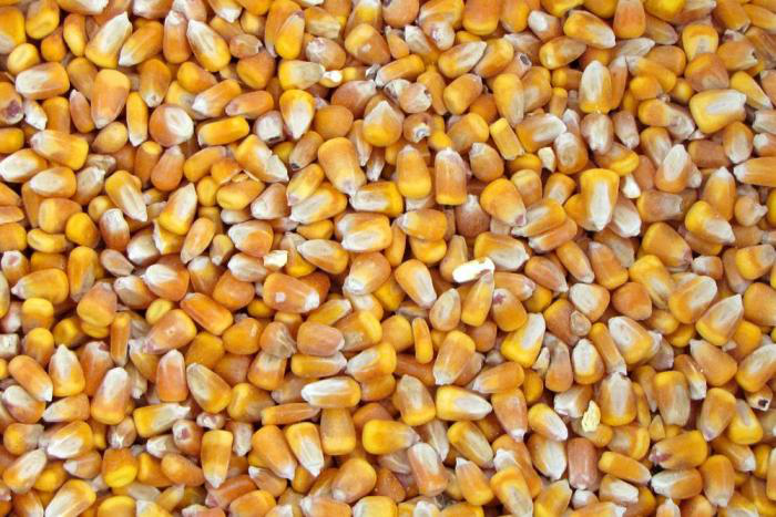 whole-shell-corn-1603