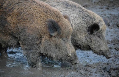 wild-boars-Finland