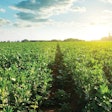 Recent research has provided some promising results in the potential use of fava beans in pet food. (vencavolrab | iStockPhoto.com)