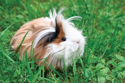 Sustainability is a main concern for small pet owners as well as cat and dog owners. (KIRILL LINNIK | iStockPhoto.com)