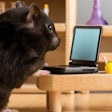 Online marketing provides plenty of opportunities for pet food packaging to expand its branding role. (Husar Kristian | iStockPhoto.com)