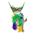 Neovia Mexico is organizing the country's first cat parade to raise awareness of cat abandonment. (adogslifephoto | iStockPhoto.com)