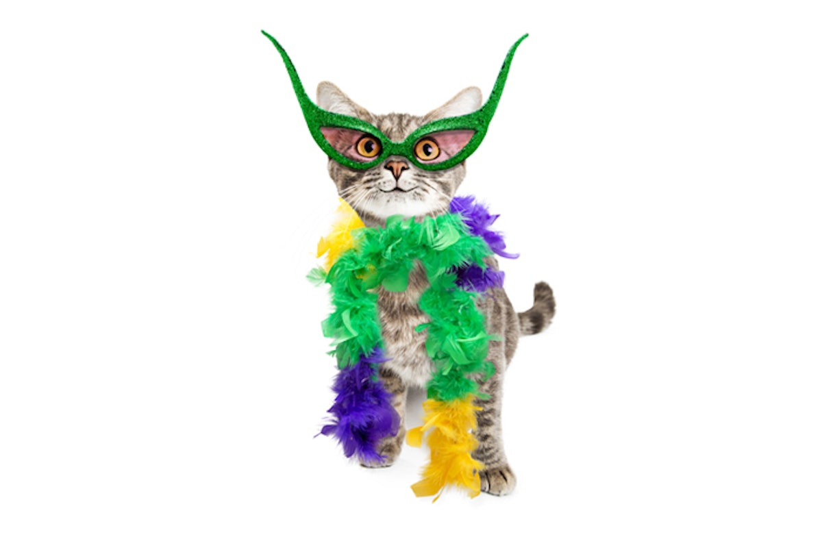 Cat food brand organizing first Mexico City cat parade PetfoodIndustry