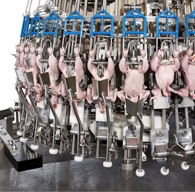 Cross contamination is reduced when the viscera are removed from the carcass and placed on a separate shackle. (Courtesy Marel)
