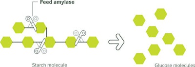 Amylase Cuts Starch Molecules
