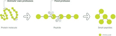 Proteases Degrade Protein