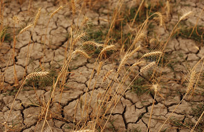 Wheat-2018-European-drought