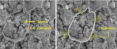 Xylanase Breaks Down Cell Walls