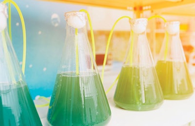 Algae For Animal Feed