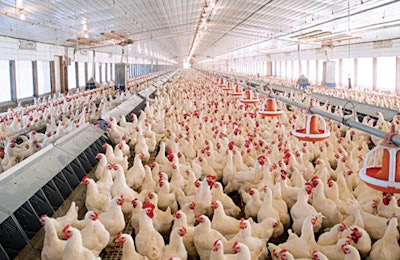 Broiler Breeders Feed Conversion 1611 Breeder Nutrition2