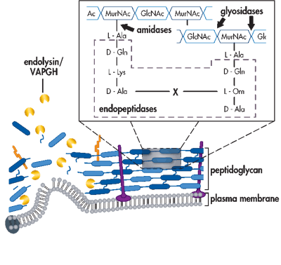 How Bacteriophage Works