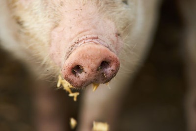 pig-snout