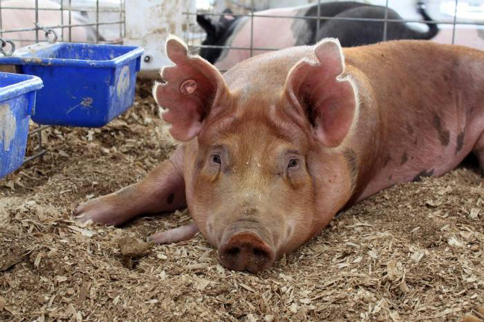 pigs-in-pens