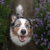 Pet owners are paying more attention than ever to the health and wellbeing of their furry companions, and functional pet food ingredients are rising to the occasion. (annaav | AdobePhoto.com)