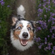 Pet owners are paying more attention than ever to the health and wellbeing of their furry companions, and functional pet food ingredients are rising to the occasion. (annaav | AdobePhoto.com)