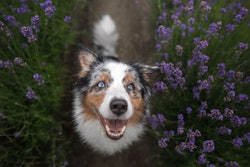 Pet owners are paying more attention than ever to the health and wellbeing of their furry companions, and functional pet food ingredients are rising to the occasion. (annaav | AdobePhoto.com)
