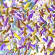 The human microbiome is an area of increasing interest and study, and that research has expanded into the companion animal sphere. (ChrisChrisW | iStockPhoto.com)