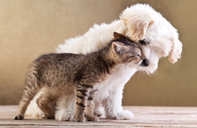 While two out of three dogs or cats adopted in the U.S. are under one year old, sales of puppy and kitten formulas still have a lot of upward growth potential. (Ilike | AdobePhoto.com)