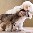 While two out of three dogs or cats adopted in the U.S. are under one year old, sales of puppy and kitten formulas still have a lot of upward growth potential. (Ilike | AdobePhoto.com)